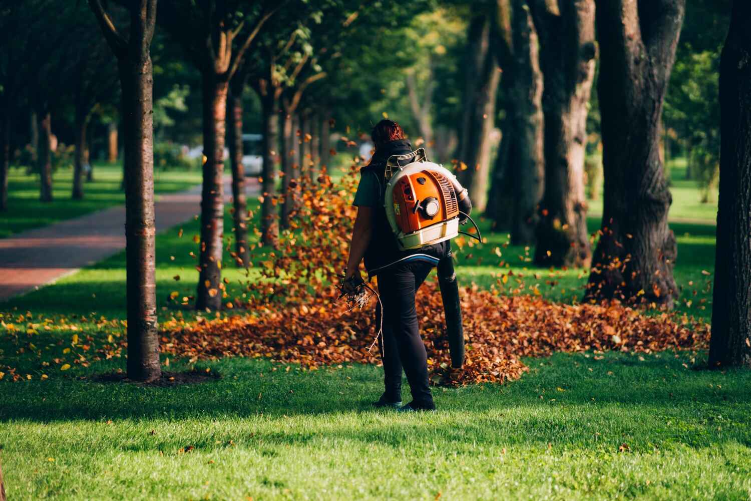 The Steps Involved in Our Tree Care Process in Severna Park, MD